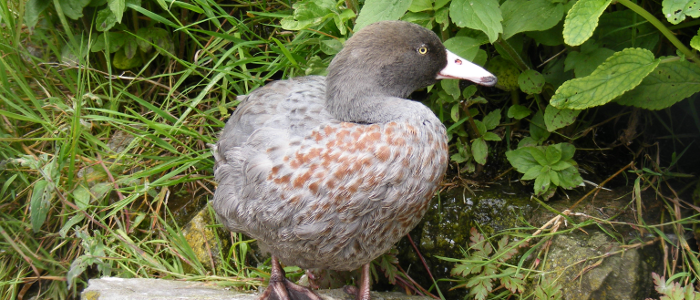 Hymenolaimus malacorhynchus - Blue Duck