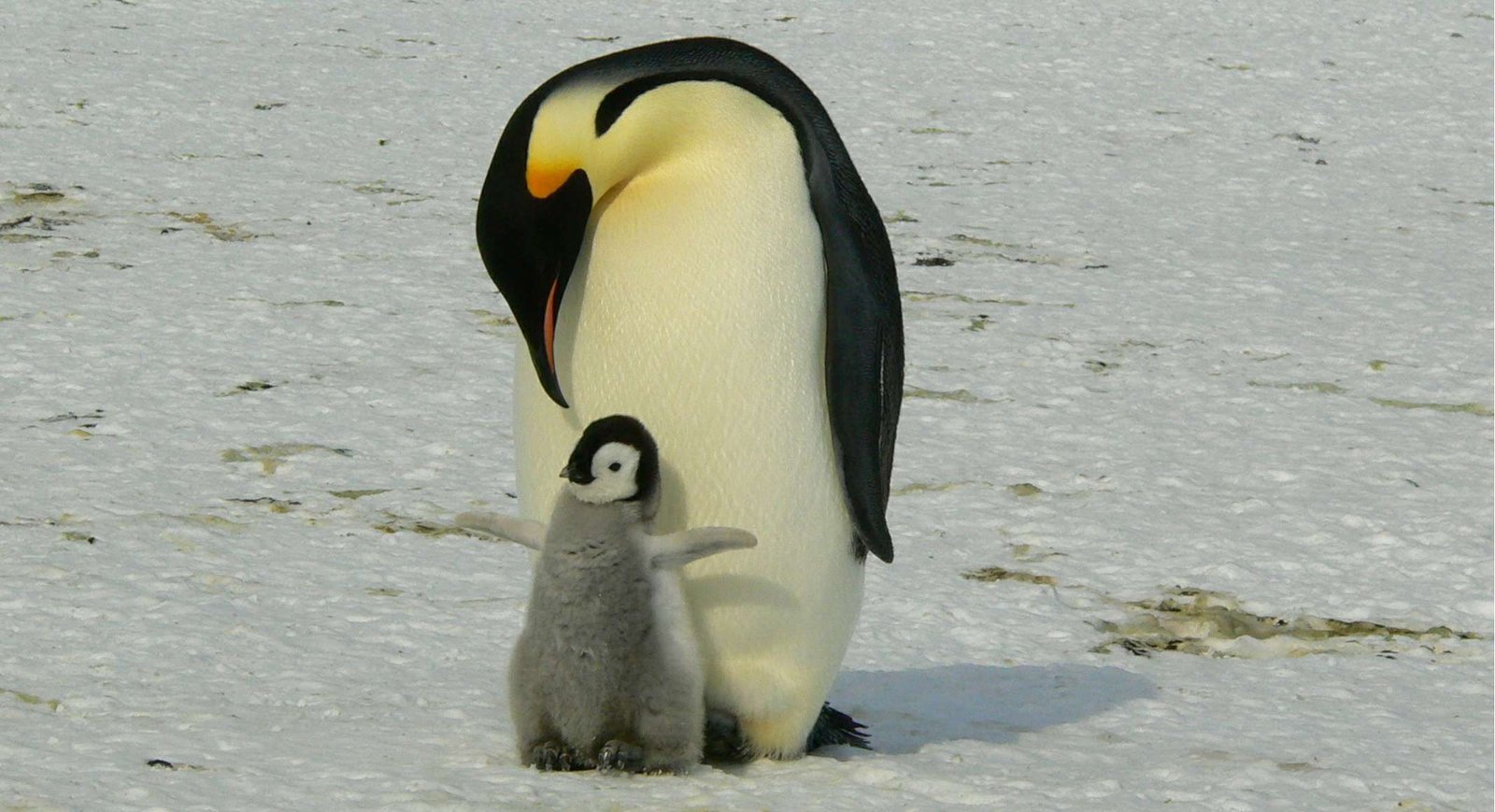 Penguins